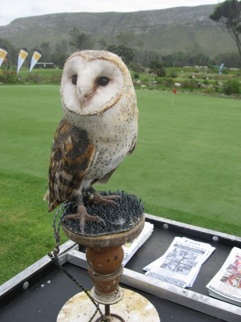 Barney the Barn Owl