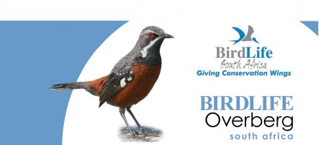 birdlife overberg